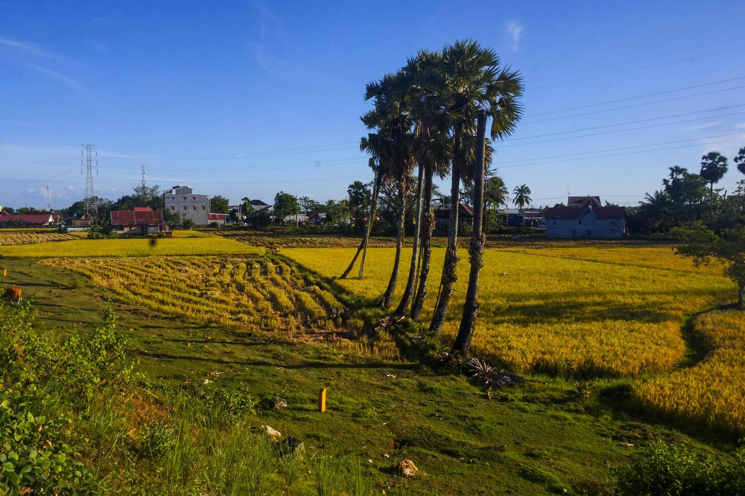 sugar palm trees in the middle of rice fields, the ones that are already yellow are ready to be harvested photo