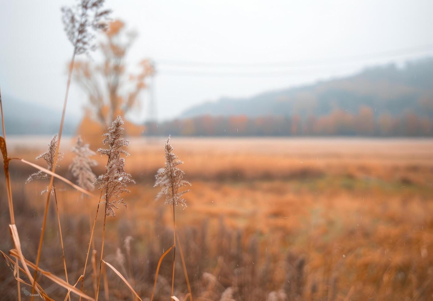Autumn Meadow Pathway Through Golden Grasses in Rural Landscape photo