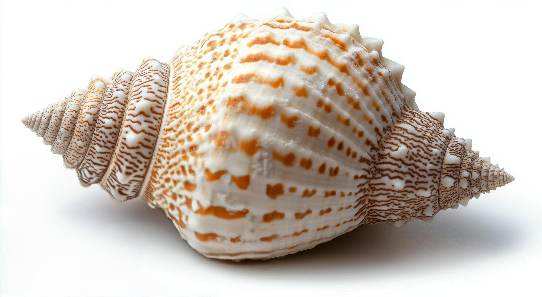 Beautiful spiral seashell on a neutral background captured in natural light photo