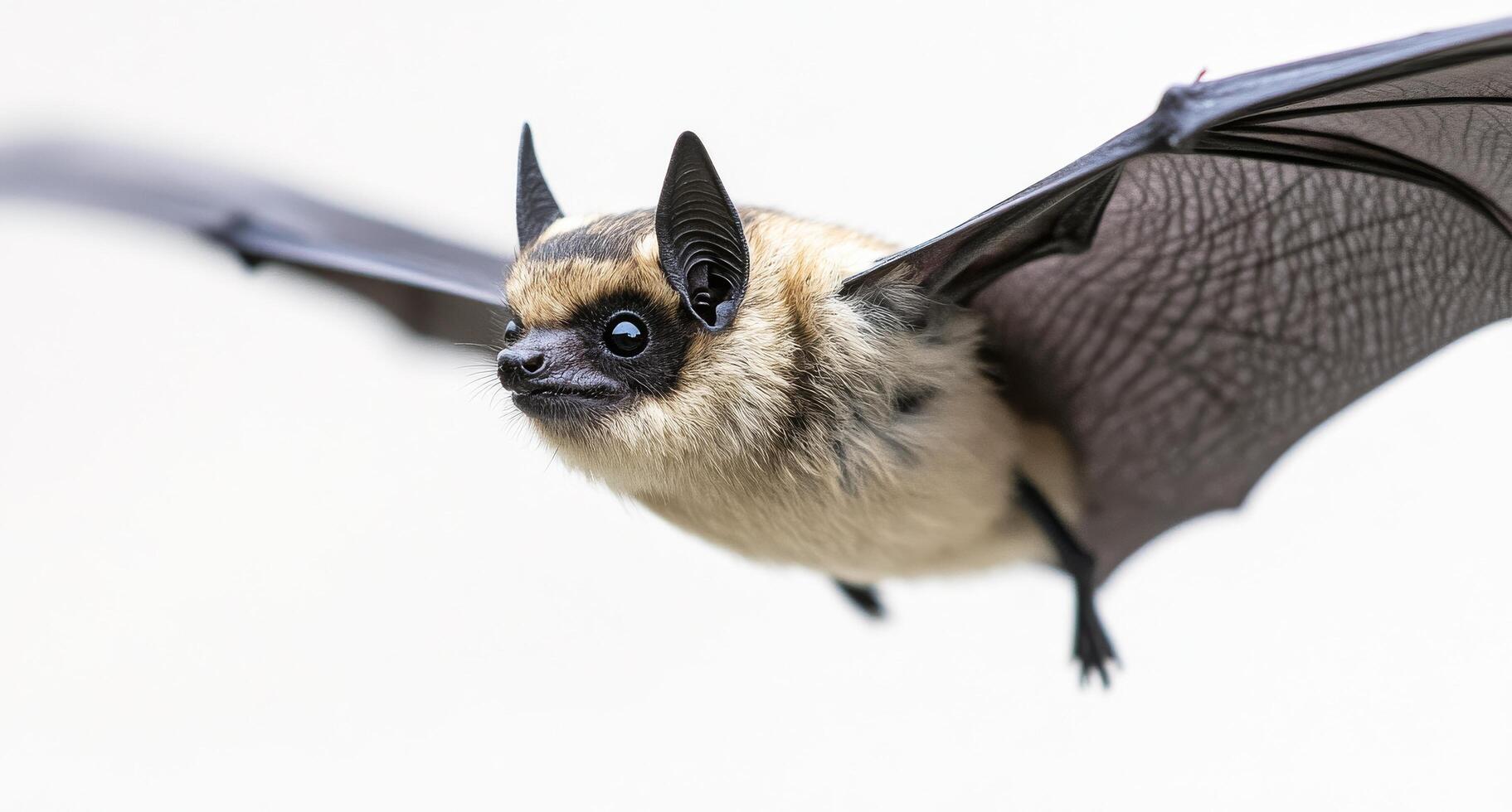 A bat flying against a soft gray background during early morning light photo