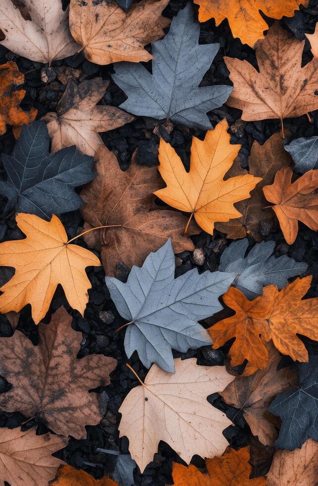 Colorful autumn leaves scattered on the ground during a sunny day in a forest photo