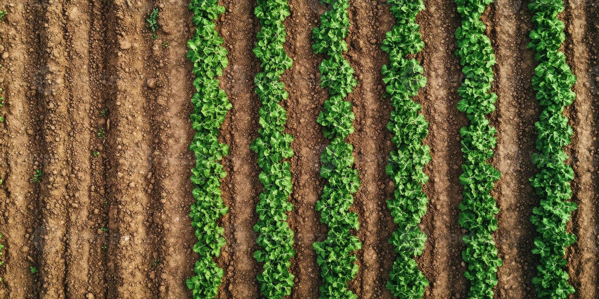 This stunning aerial image showcases a vibrant green crop field right next to freshly plowed brown soil, beautifully illustrating the contrast between the lush vegetation and the bare earth beneath photo