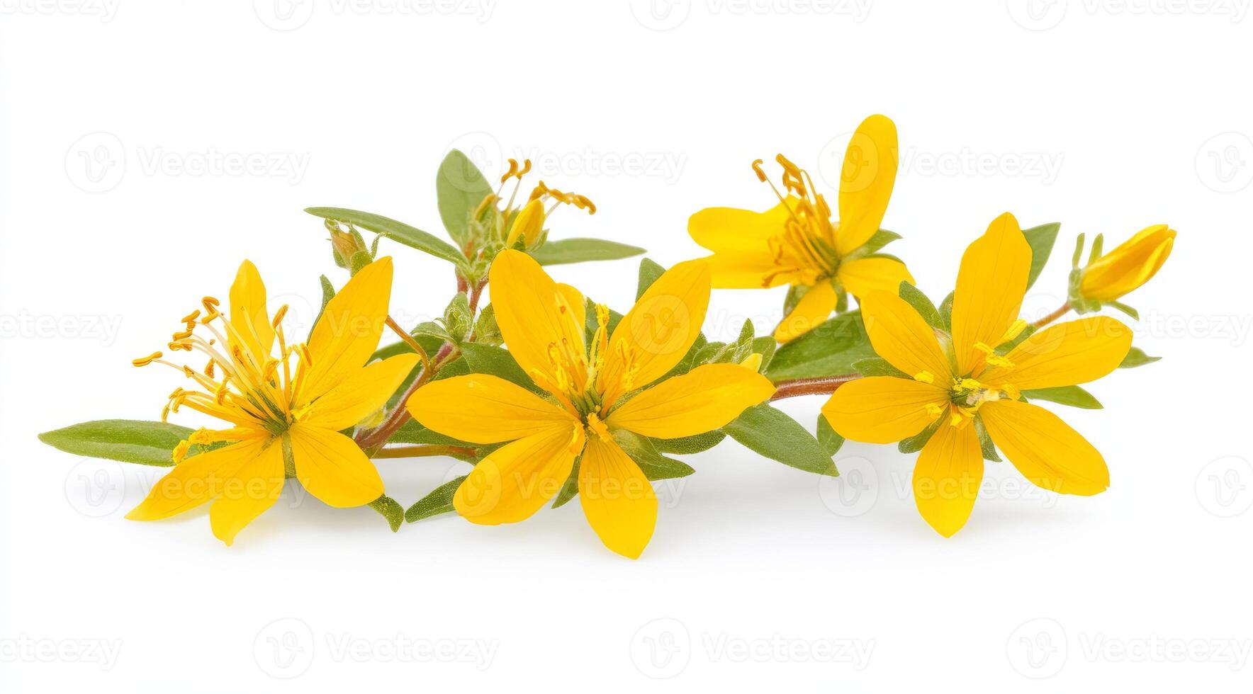 St. Johns Wort, a vibrant yellowflowered herb, is wellknown for its numerous medicinal properties. It is frequently utilized for enhancing mood and improving skincare routines in a variety of ways photo