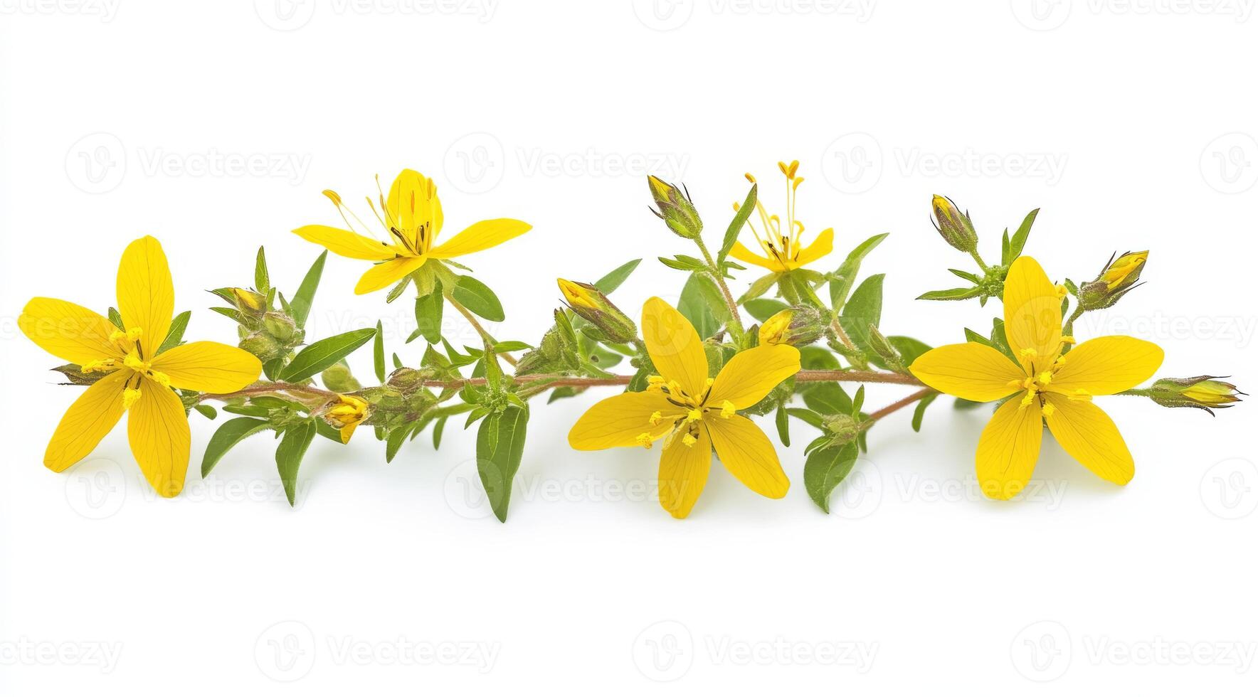 St. Johns Wort, scientifically known as Hypericum perforatum, is a wellknown flowering plant appreciated for its numerous medicinal properties as well as its vibrant and bright yellow blooms photo