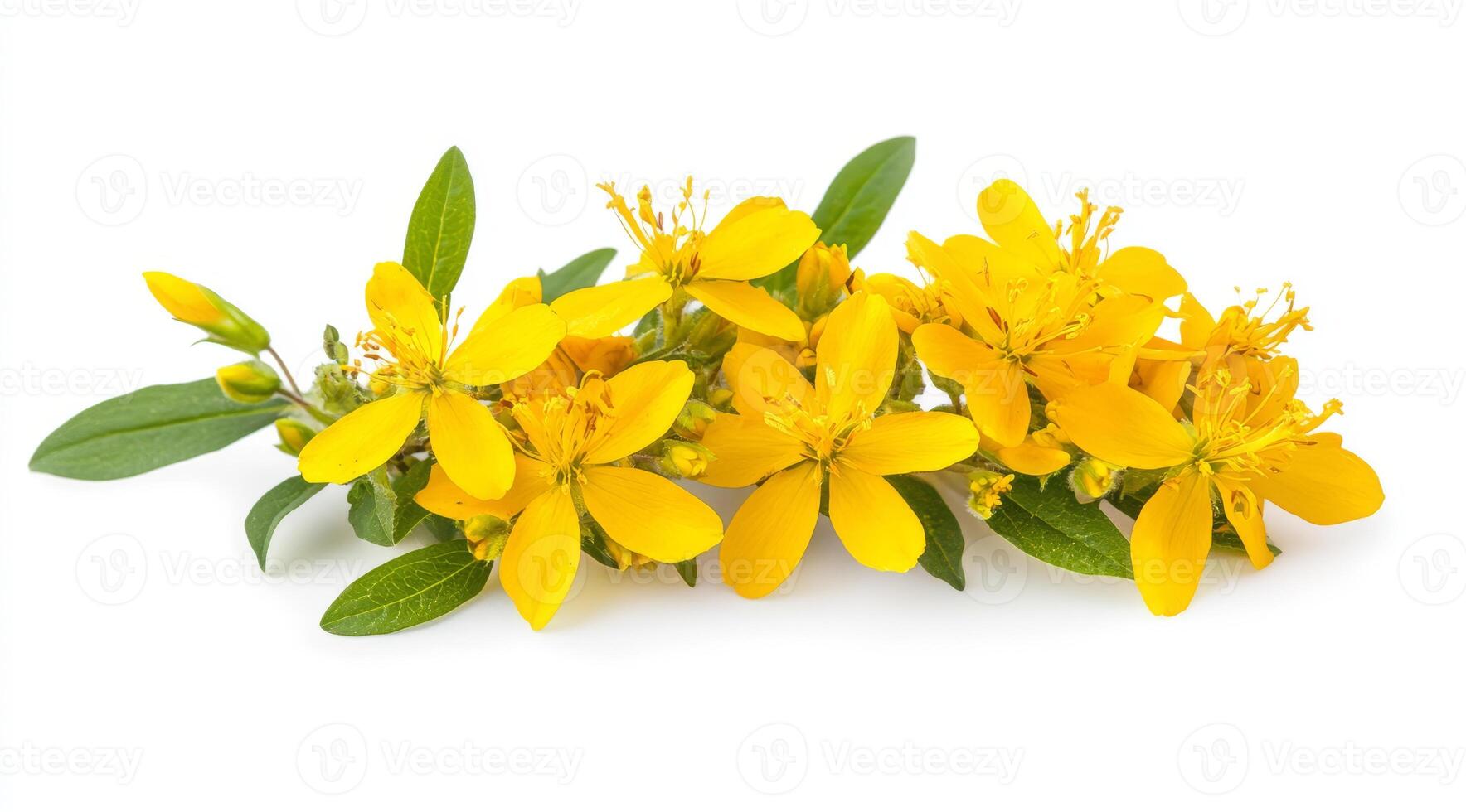 Explore the numerous benefits of St. Johns wort Hypericum perforatum, a versatile and wellknown herb recognized for its remarkable medicinal properties in various wellness practices photo