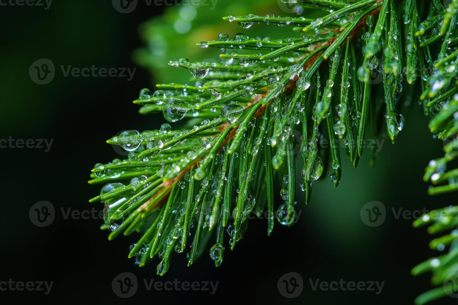 This image showcases a closeup of a pine branch with glistening dew drops, highlighting the lush green foliage and conveying a deep sense of tranquility in a serene, untouched natural setting photo