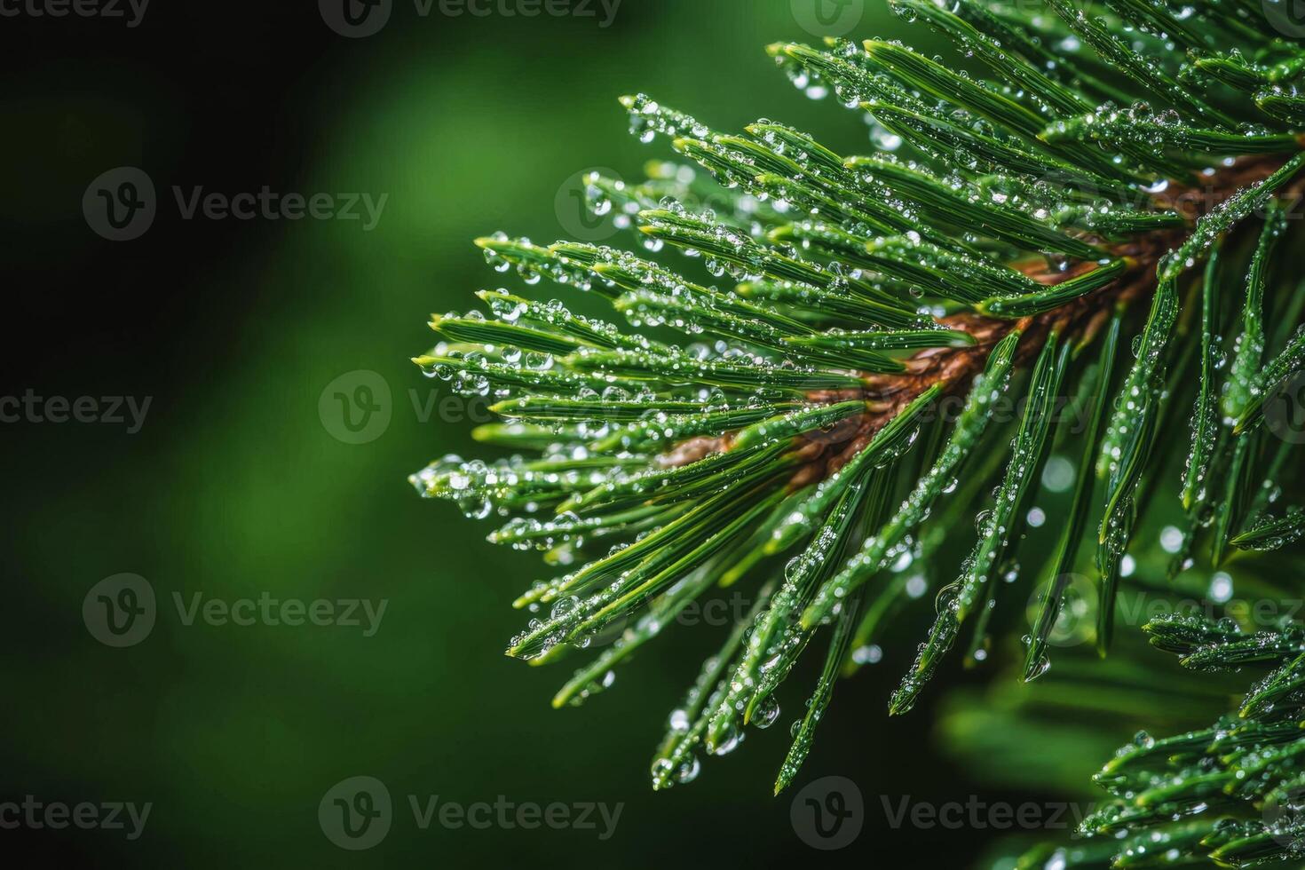 This image presents a stunning closeup view of a pine branch beautifully adorned with sparkling dew drops, effectively highlighting the intricate beauty and freshness found in nature all around us photo