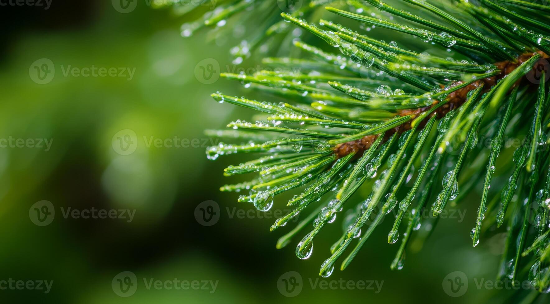 A closeup view of a beautiful pine branch that is covered in tiny, delicate dew drops, elegantly showcasing vibrant green needles that glisten and sparkle in the warm embrace of natural light photo