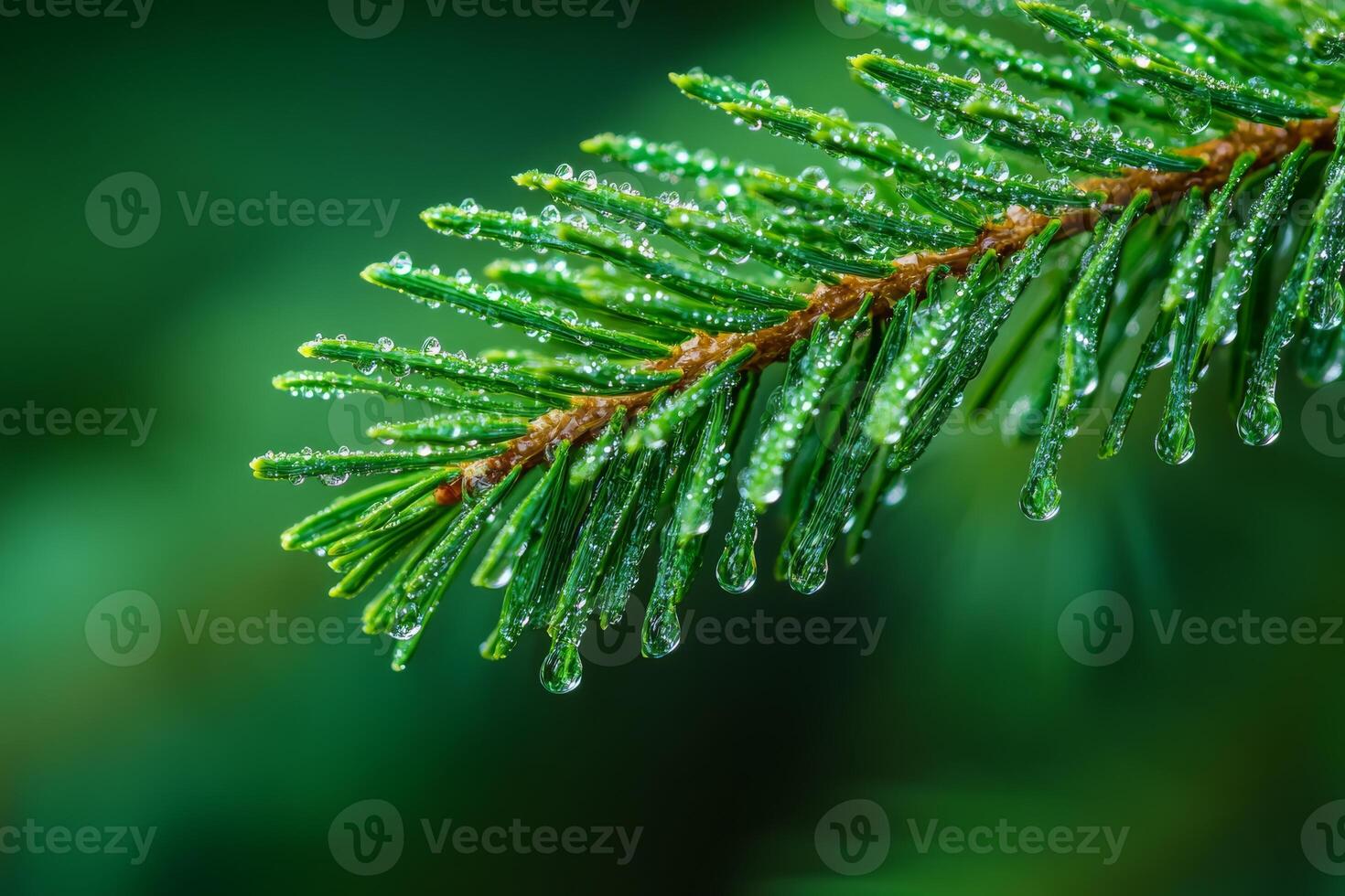 A stunning and detailed closeup view of a vibrant pine branch, adorned with numerous glistening dew drops, which perfectly showcases the incredible beauty of nature and its splendor photo