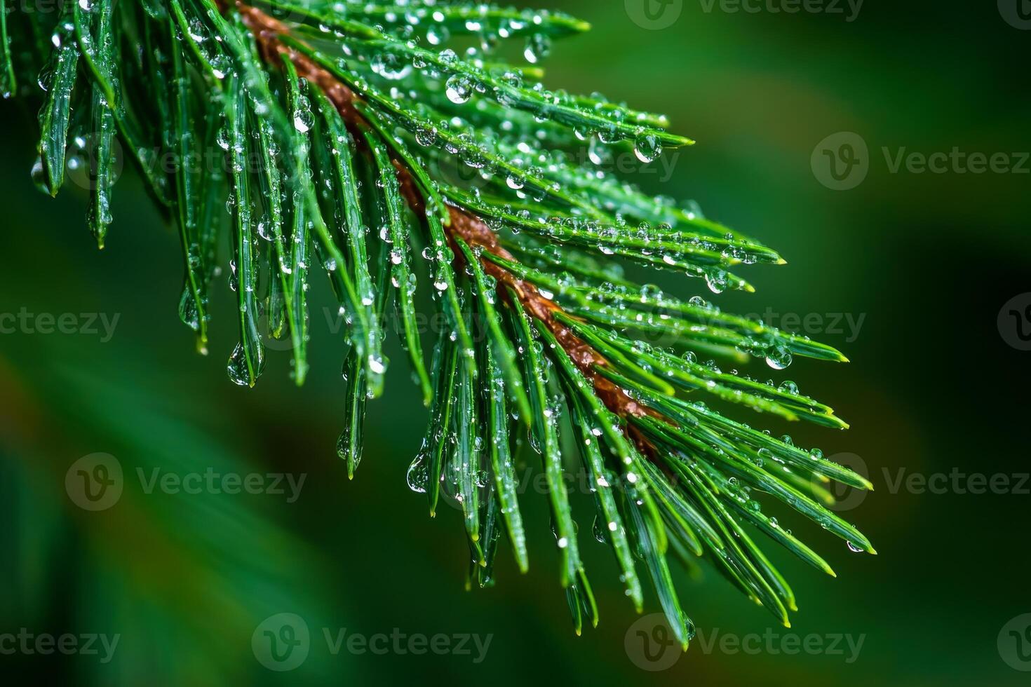 This image presents a closeup view of a vibrant green pine branch adorned with glistening dew drops, capturing the beauty and intricate details of natures mesmerizing allure and rich textures photo