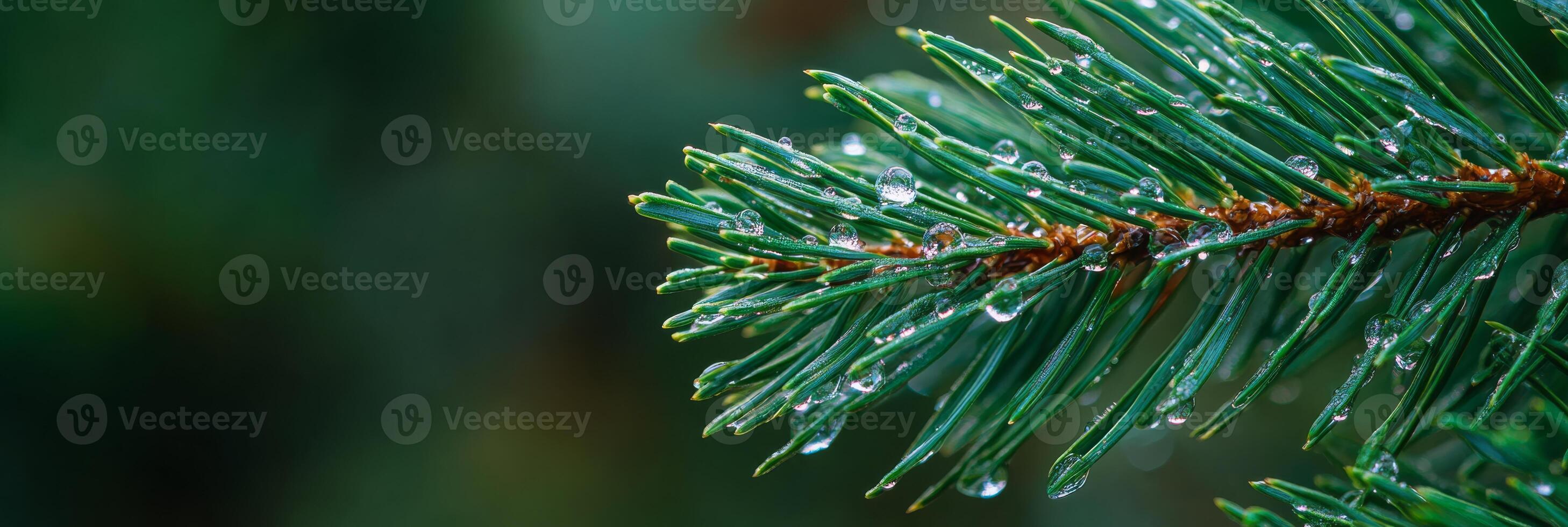 This stunning closeup photograph features a pine branch with glistening dew drops, beautifully capturing natures essence and tranquility, offering a moment of peaceful reflection photo