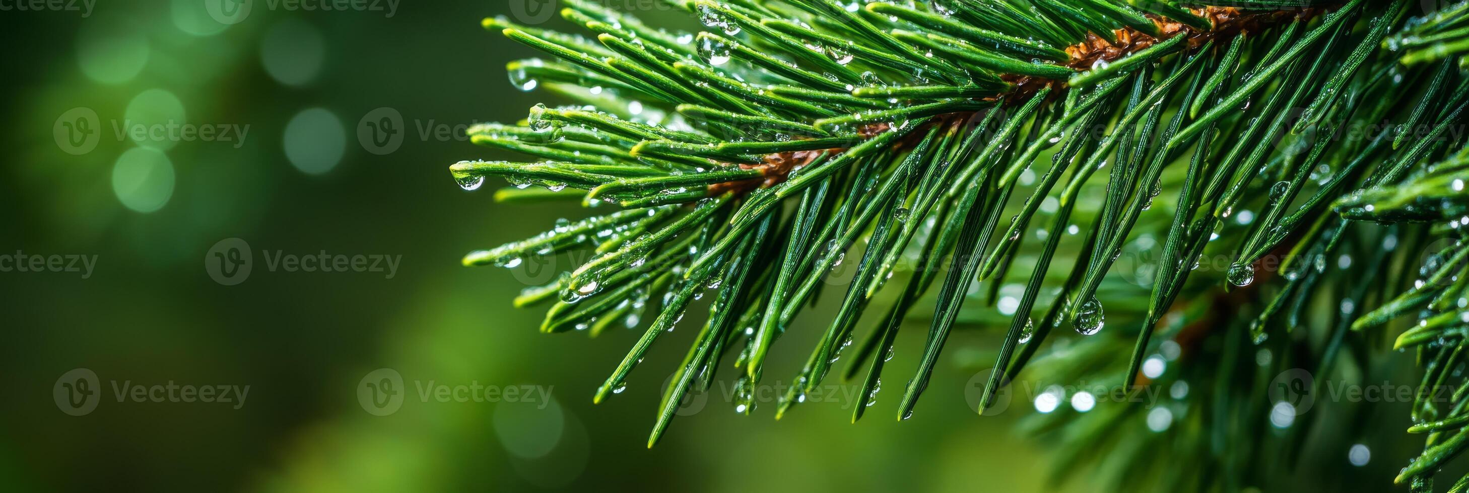This stunning closeup image beautifully features a pine branch adorned with glimmering dew droplets, showcasing the exquisite and intricate beauty of natures diverse and captivating details photo