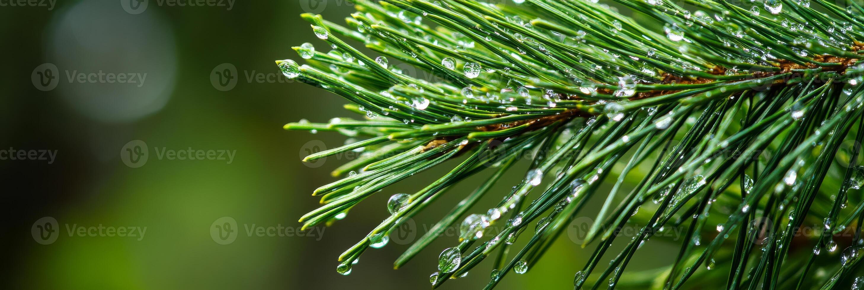 This closeup image showcases a lush pine branch with glistening dew drops, highlighting natures beauty in rich detail that captivates viewers and invites them to appreciate the environment photo