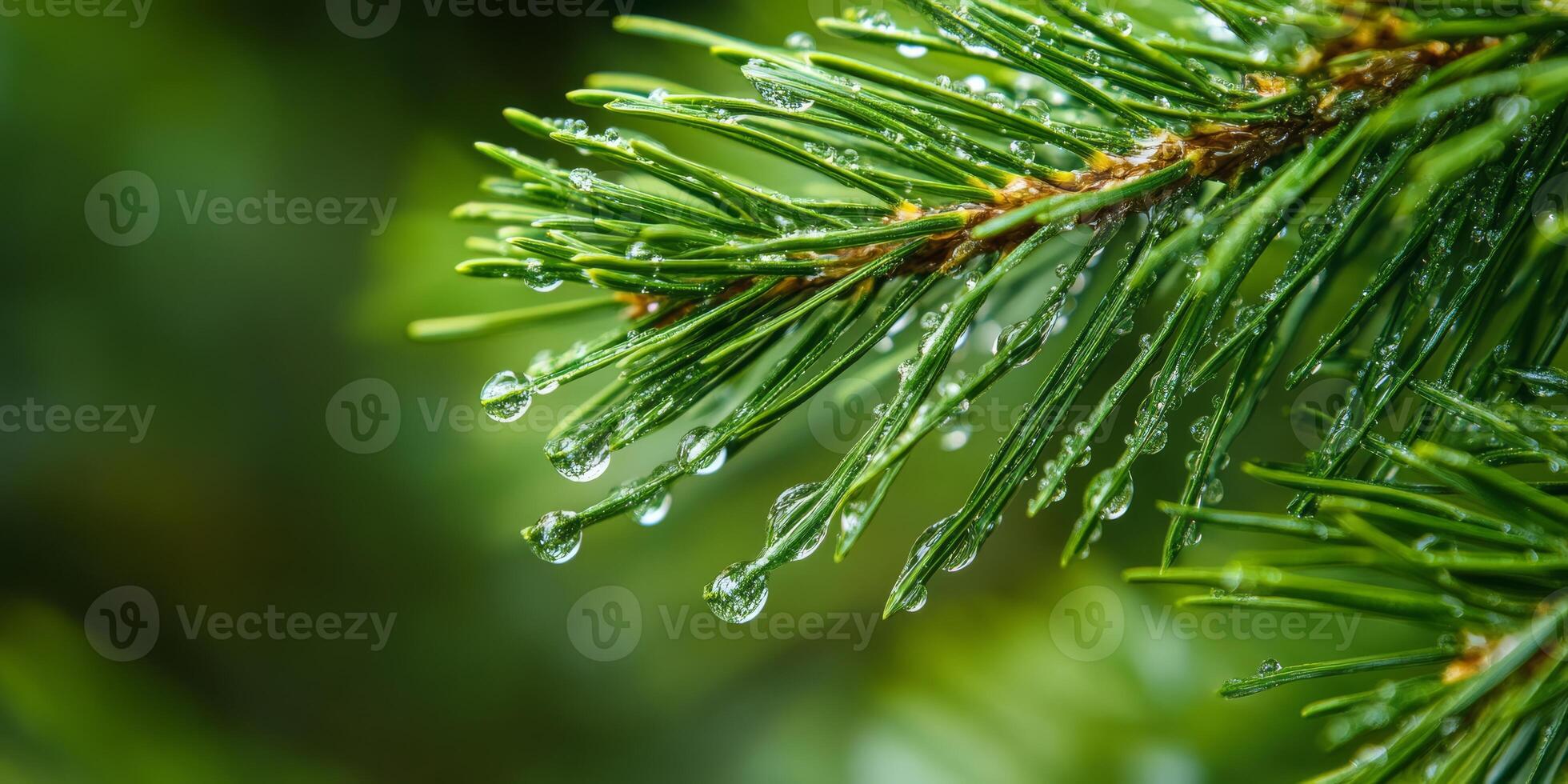 A breathtaking closeup view of a lush pine branch elegantly adorned with glistening dew drops, beautifully showcasing the incredible splendor of nature and its serene environment photo