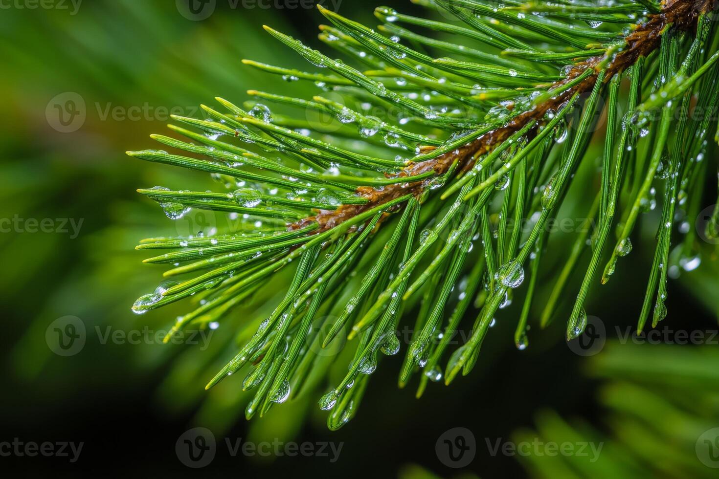 This closeup photo captures a vibrant pine branch with glistening dew drops and intricate pine needles, reflecting the beauty of nature and a sense of outdoor serenity and tranquility
