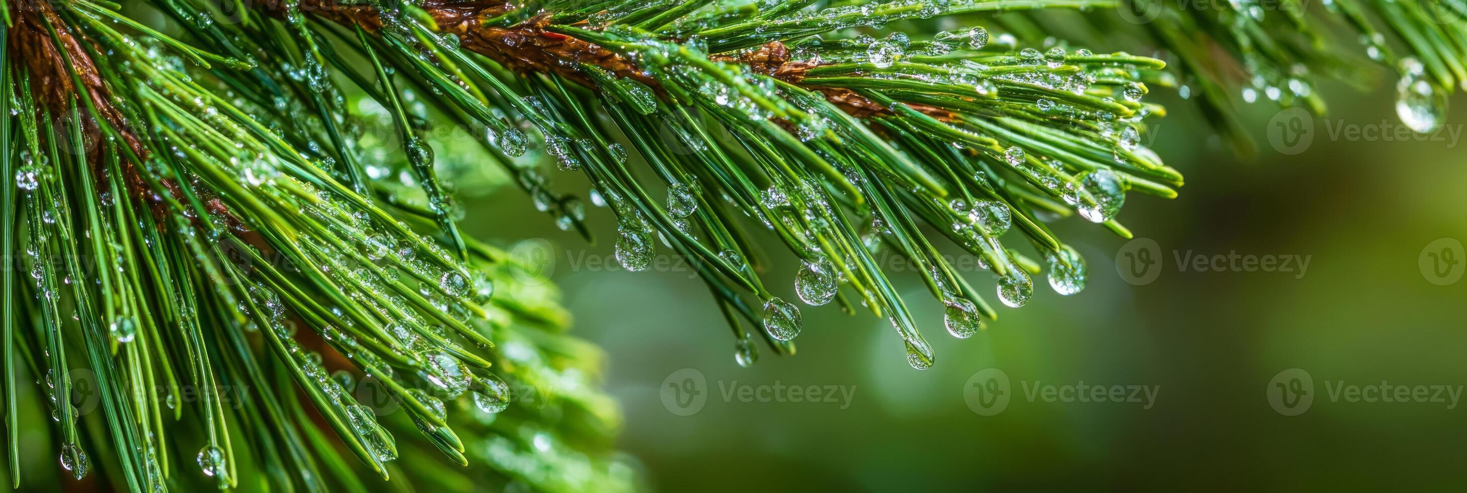 This closeup photo of a pine branch with dew drops showcases natures intricate details against a serene green backdrop, highlighting its captivating beauty in a refreshing, tranquil setting