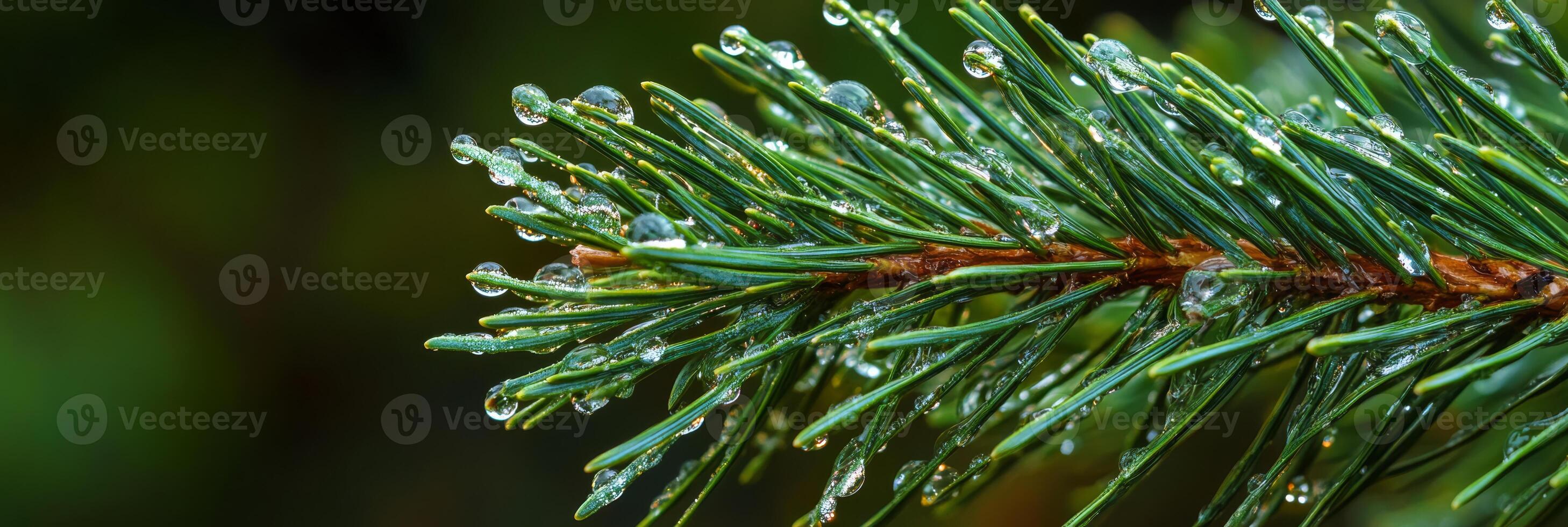 A beautifully detailed closeup image of a delicate pine branch that is adorned with glistening dew drops, showcasing the stunning natural beauty found within the diverse woodland flora and fauna photo