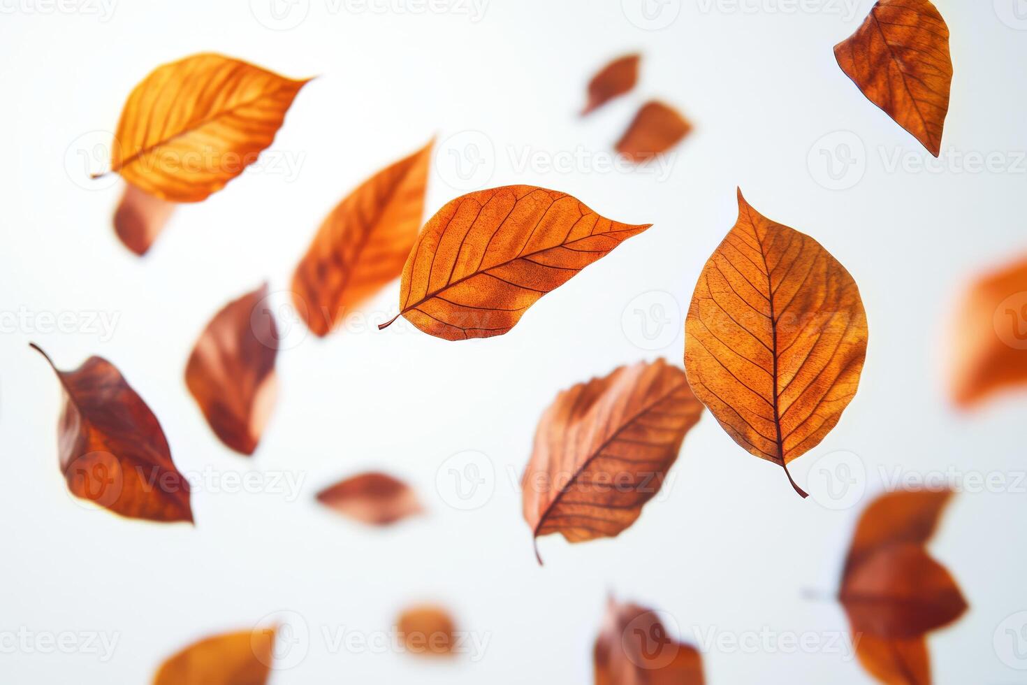 This stunning image of autumn leaves on a white backdrop showcases vibrant oranges and deep browns, ideal for fallthemed inspiration in projects, home decor, or art, adding warmth and beauty photo
