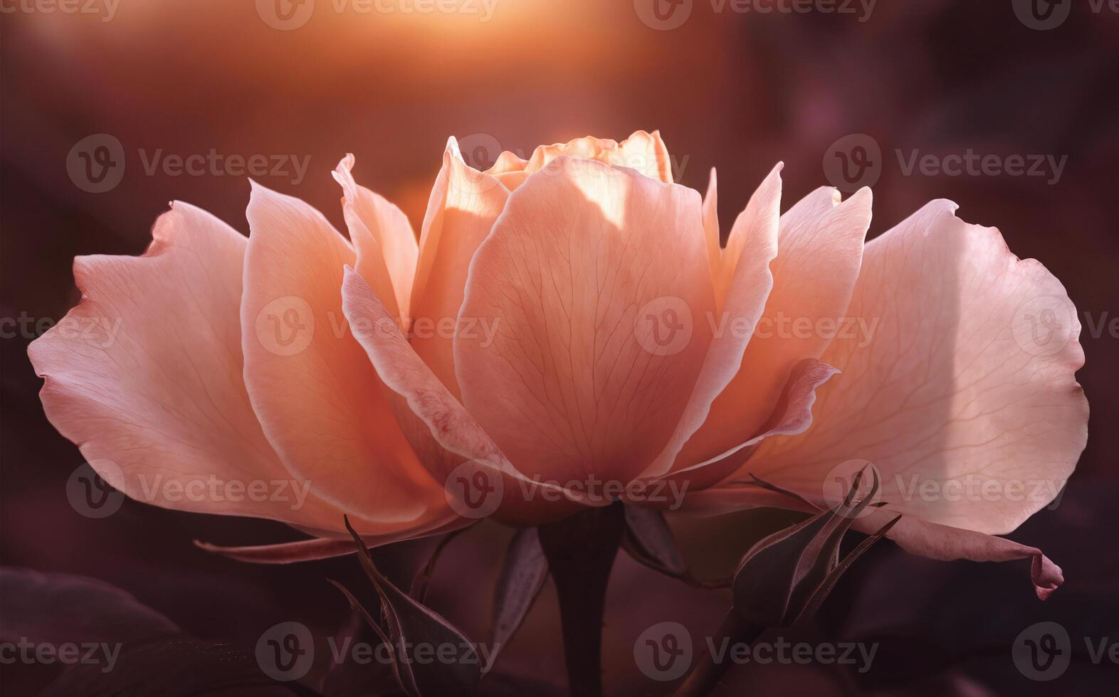 Time-Lapse Rose Blooming with Gentle Fade for a Romantic Valentine Background photo