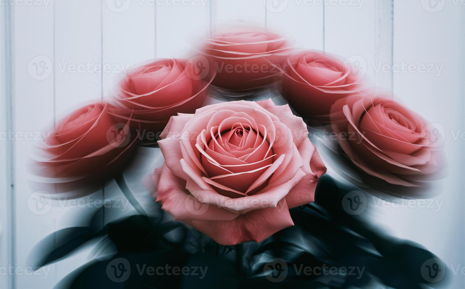 Time-Lapse Blooming Rose with Motion Blur for a Dynamic Valentine Background photo