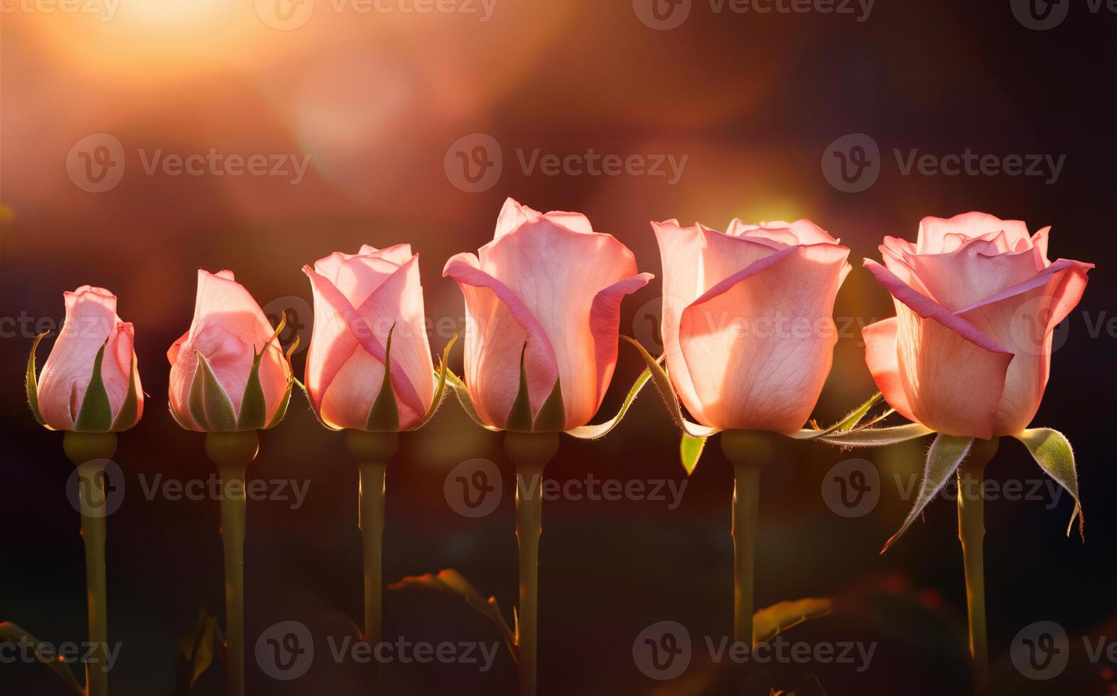 Time-Lapse Rose Blooming with Gentle Fade for a Romantic Valentine Background photo