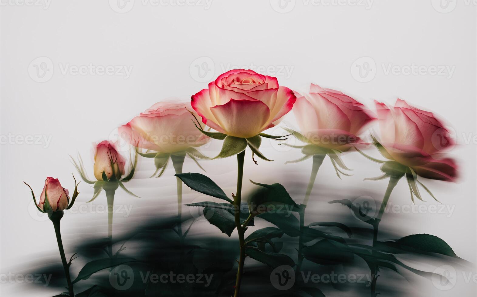 Time-Lapse Blooming Rose with Motion Blur for a Dynamic Valentine Background photo
