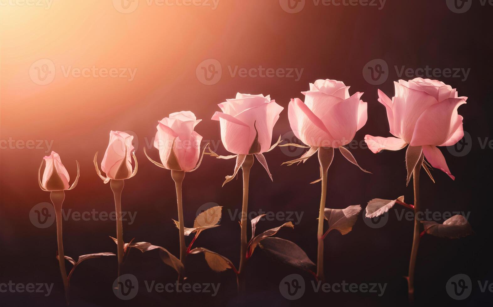 Time-Lapse Rose Blooming with Gentle Fade for a Romantic Valentine Background photo