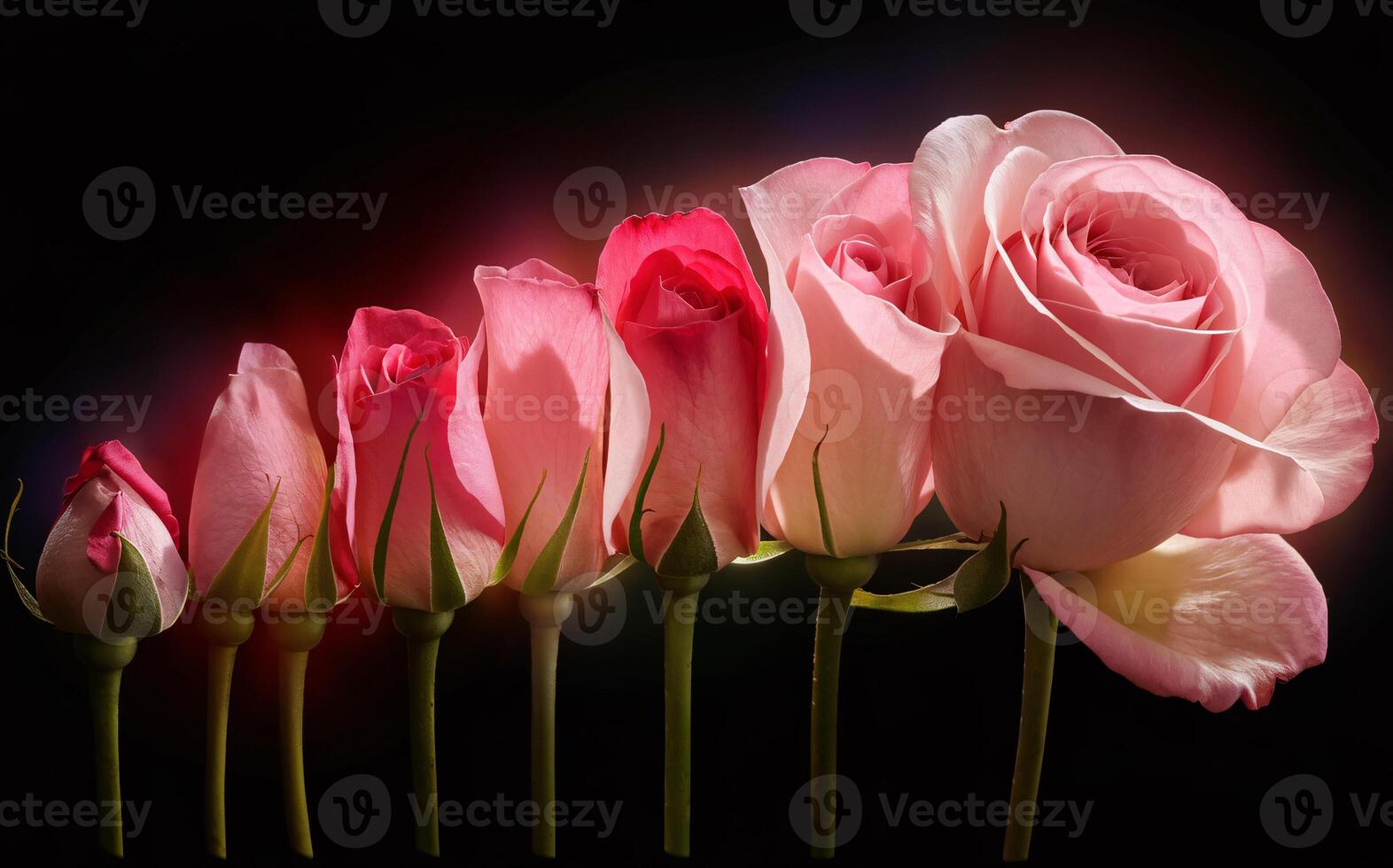 Rose Blooming Sequence for a Timeless Valentine Background photo