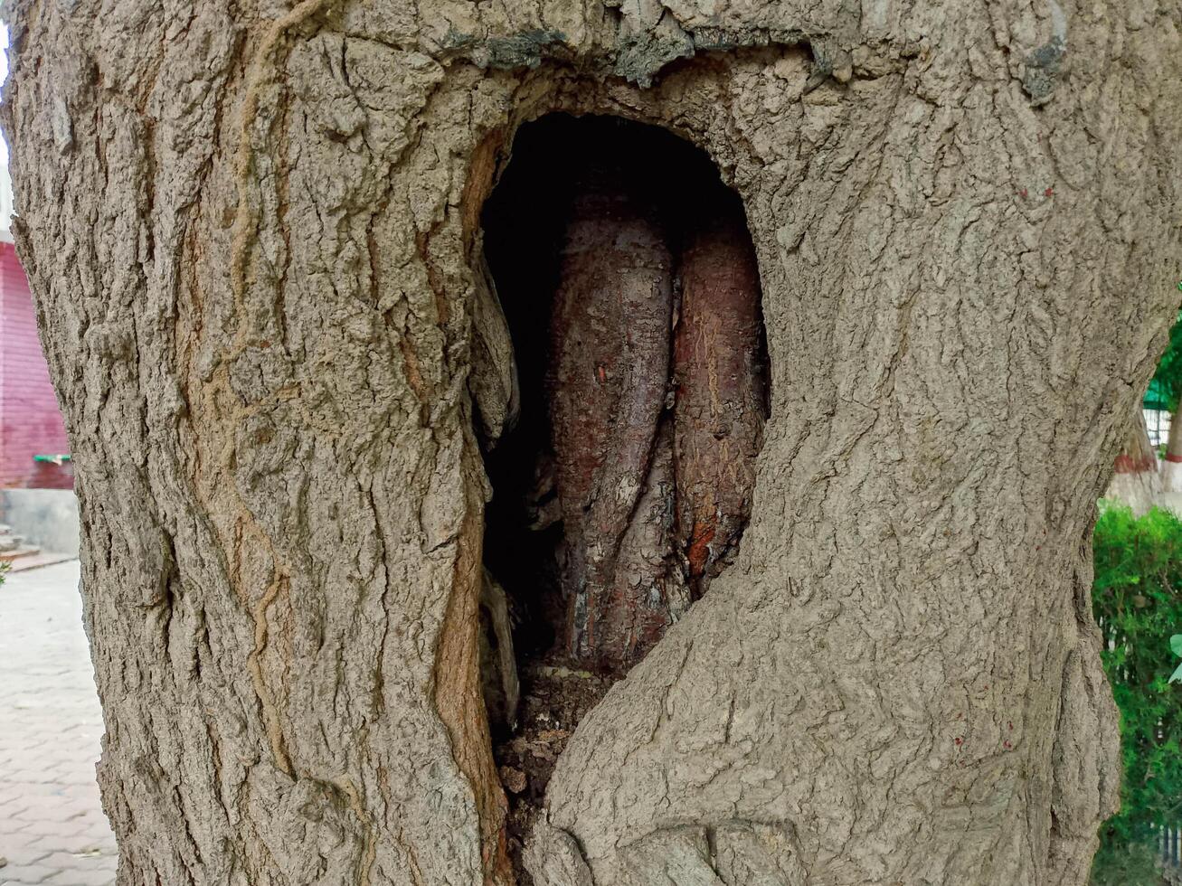 Natural Hole in the stem of the tree photo