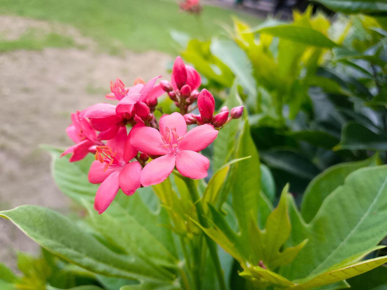 Red Flowers with all greenery in the park photo