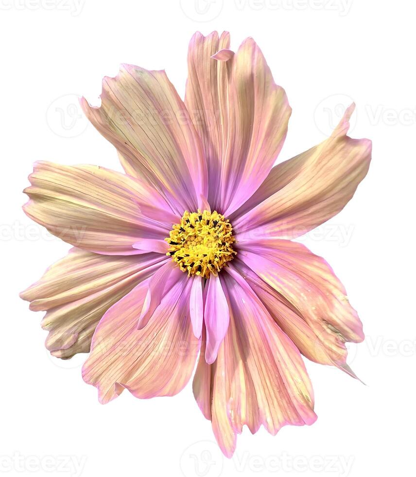 Garden Cosmos flower white background photo