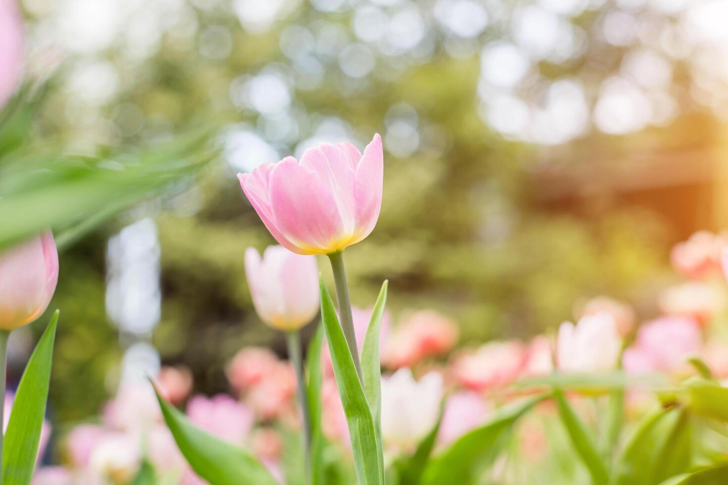 Beautiful bright colorful multicolored yellow, white, red, purple, pink blooming tulips on a large flowerbed in the city garden or flower farm field in springtime. Spring easter flower background. photo
