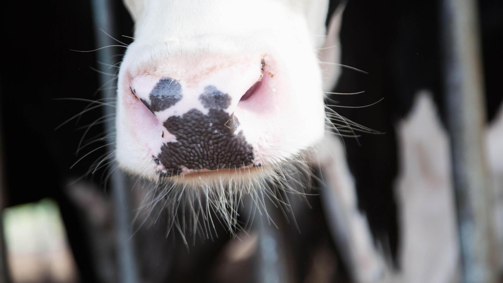 Holstein cows in the barn photo