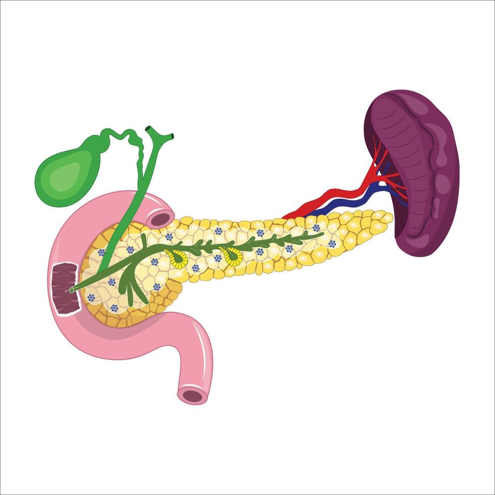 Pancreas, spleen and gallbladder vector