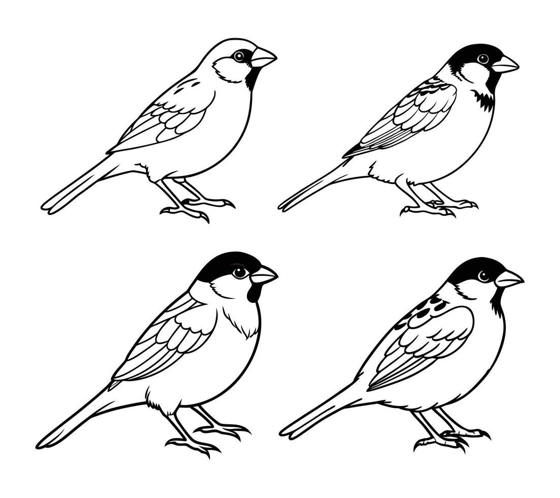 set of sparrow line art black and white background vector