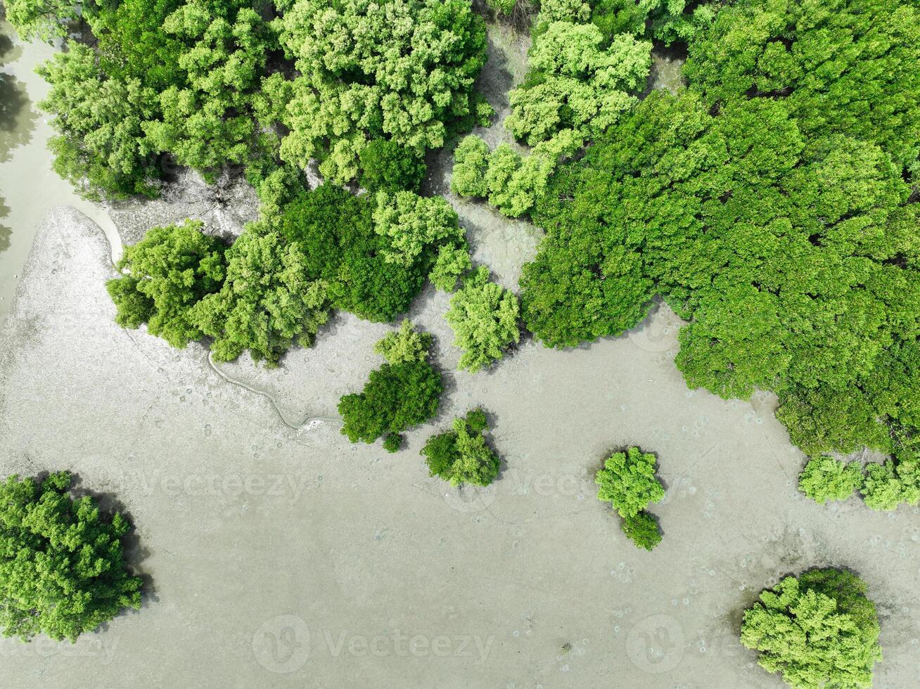 Aerial top view of green mangrove forest. Mangrove ecosystem. Natural carbon sinks. Mangroves capture CO2 from the atmosphere. Blue carbon ecosystems. Mangroves absorb carbon dioxide emissions. photo