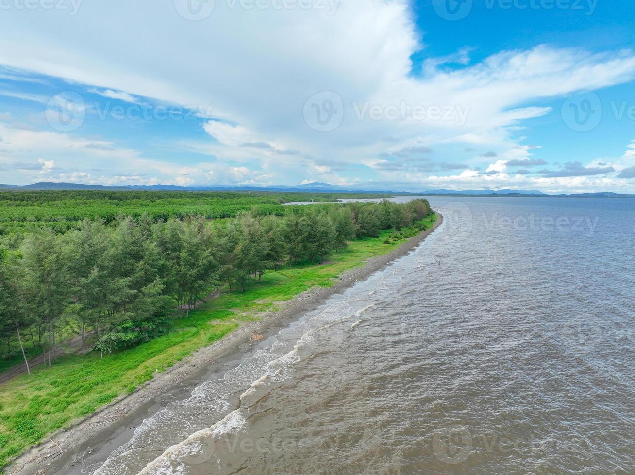 Aerial view of coastline bordered by lush pine tree line and green mangrove forest. Nature landscape. Natural carbon sink capturing CO2. Coastal ecosystem. Coastal diversity and natural carbon capture photo