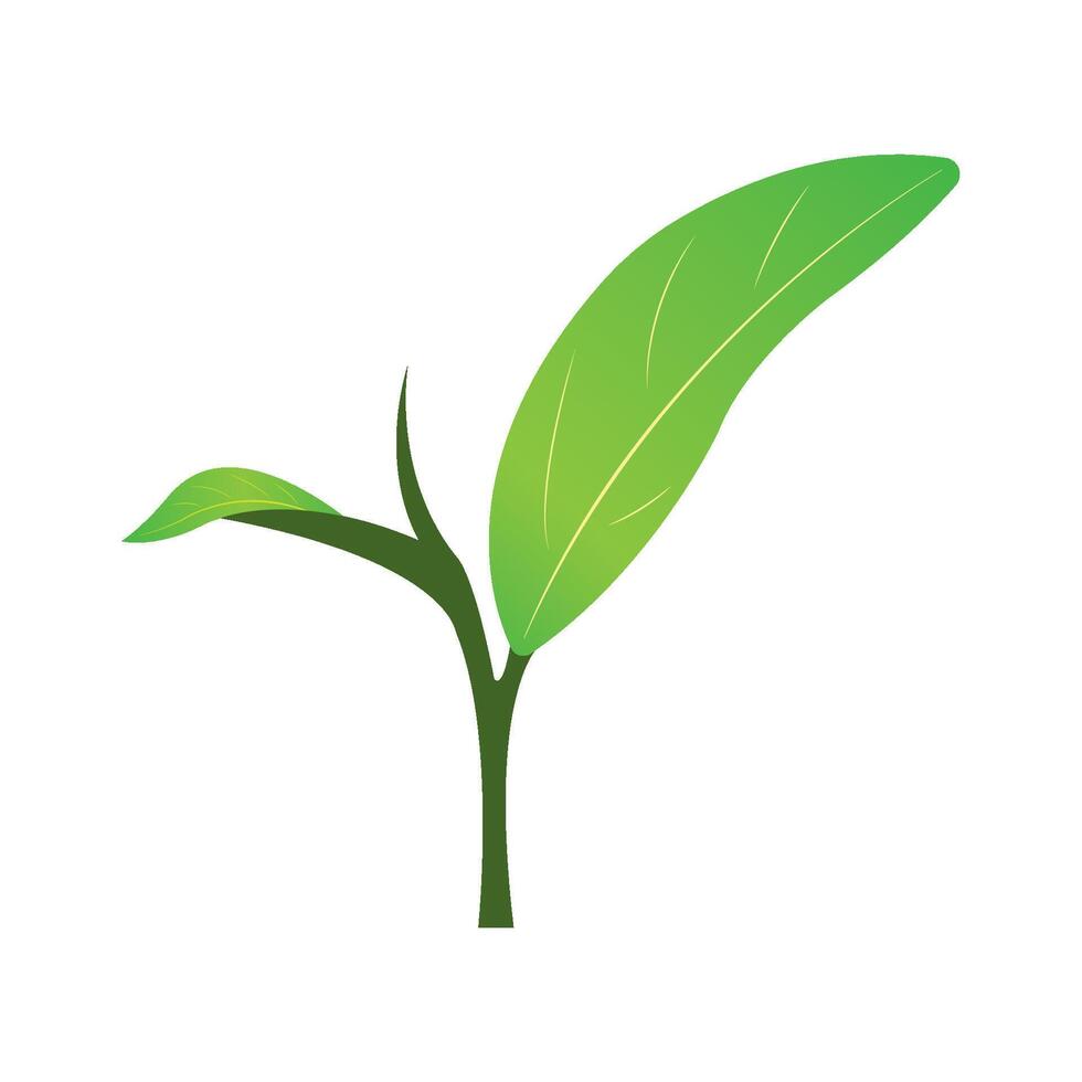 green tea leaf icon illustration design template vector
