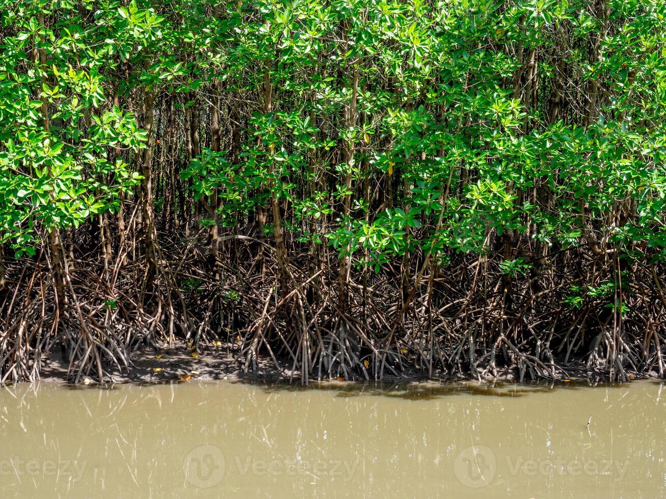 mangrove tree roots that grow above sea water. Mangroves function as plants that are able to withstand sea water currents . photo