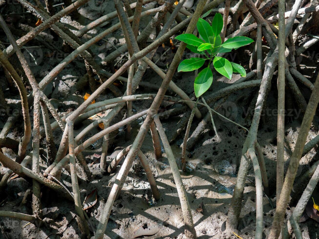mangrove tree roots that grow above sea water. Mangroves function as plants that are able to withstand sea water currents . photo