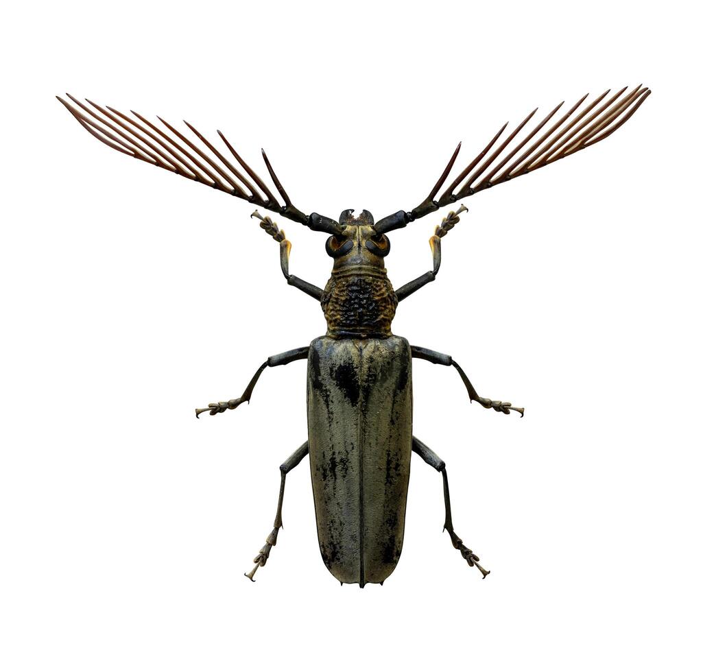 Cyriopalus wallacei or long horn beetle native to the southeast asian tropical rainforest for rare and exotic diversity insect and pest isolated on white background photo