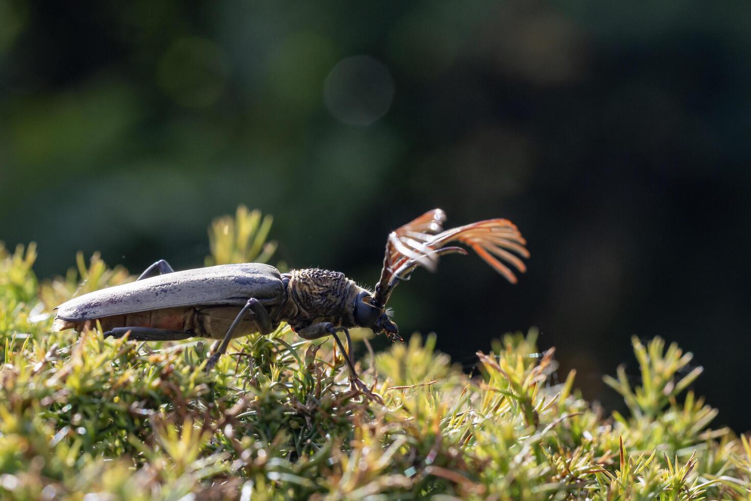 Cyriopalus wallacei or long horn beetle native to southeast asian tropical rainforest region for rare and exotic diversity insect and pest in nature photo