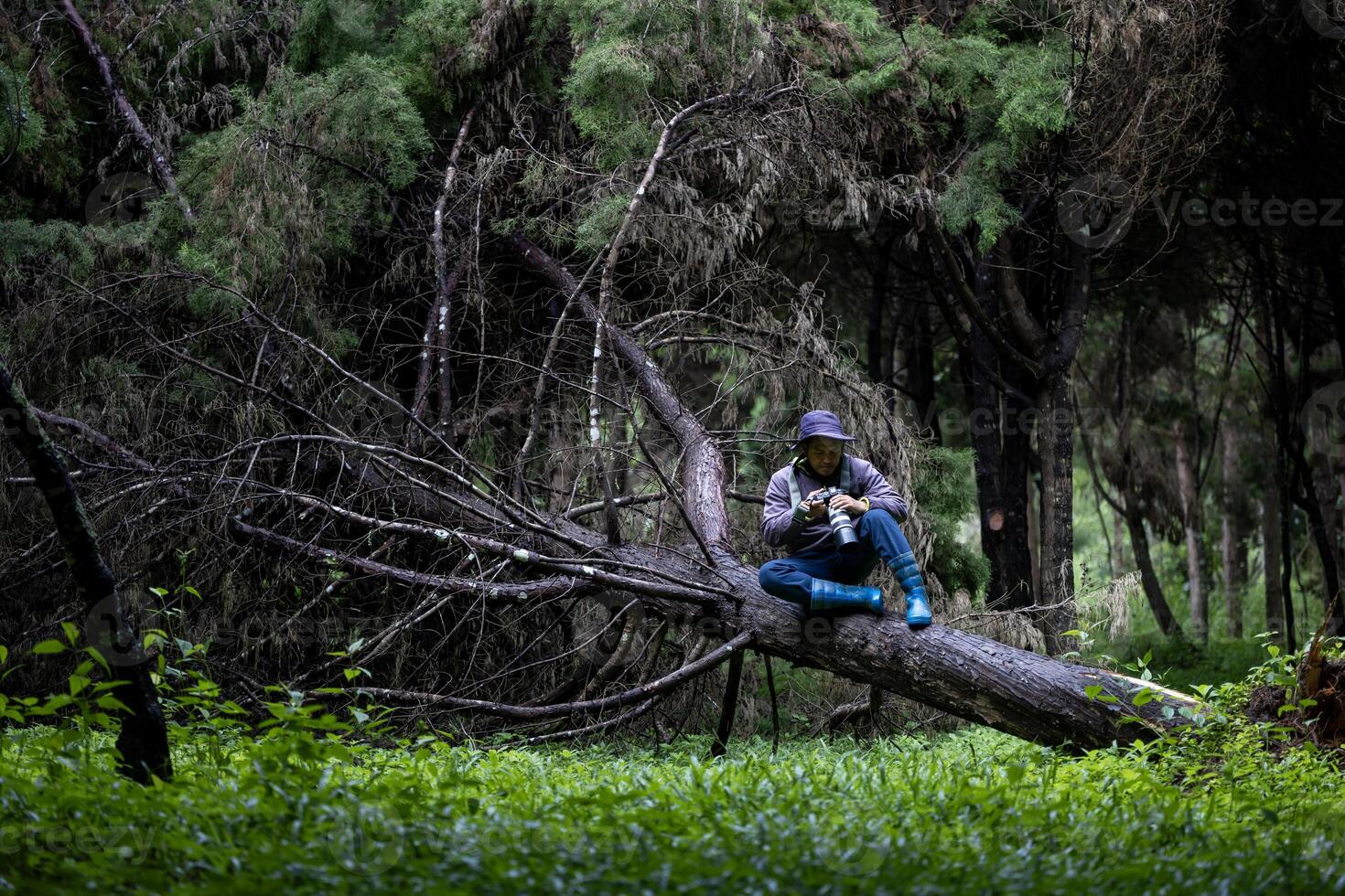 Photographer is taking photo of the new discovering bird species while exploring in the pine forest for surveying and locating rare biological diversity and ecologist on field study usage