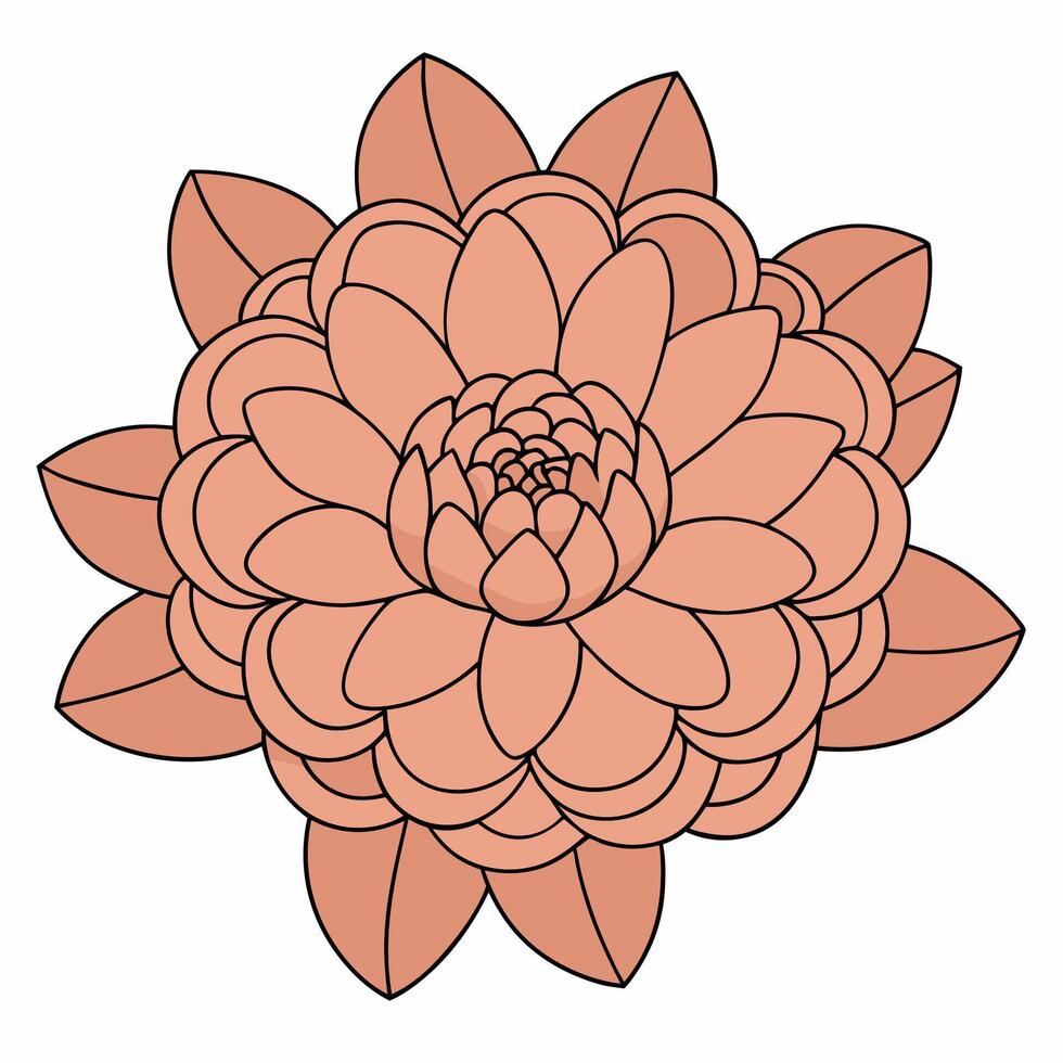 Kawali rose flower . vector