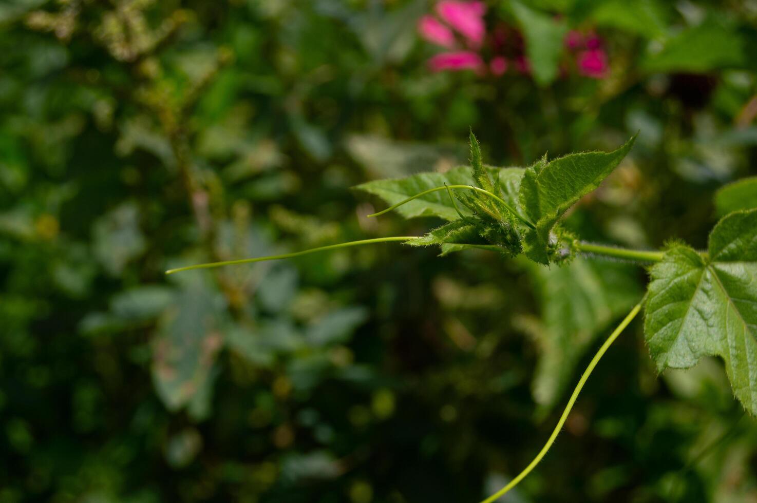 shot on plants growing wild in an unkempt garden photo