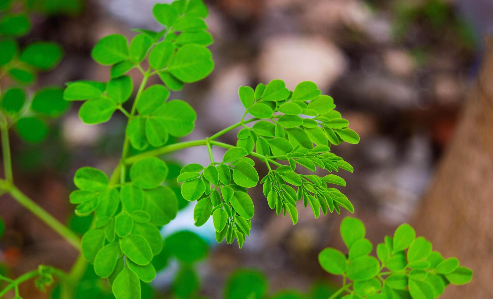 close up of fresh moringa leaves on a tree photo
