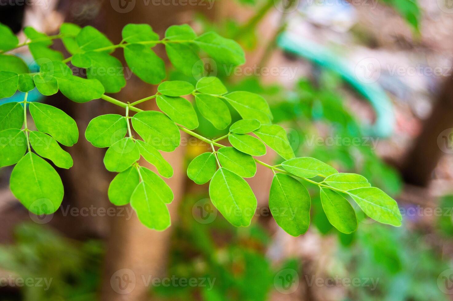 close up of fresh moringa leaves on a tree photo
