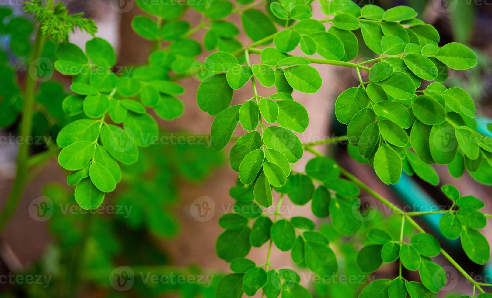 close up of fresh moringa leaves on a tree photo