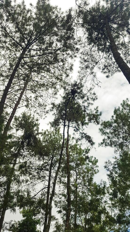 View of green trees in the forest photo