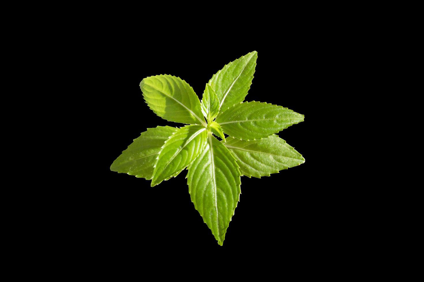 Green leave isolate on black and top view. photo